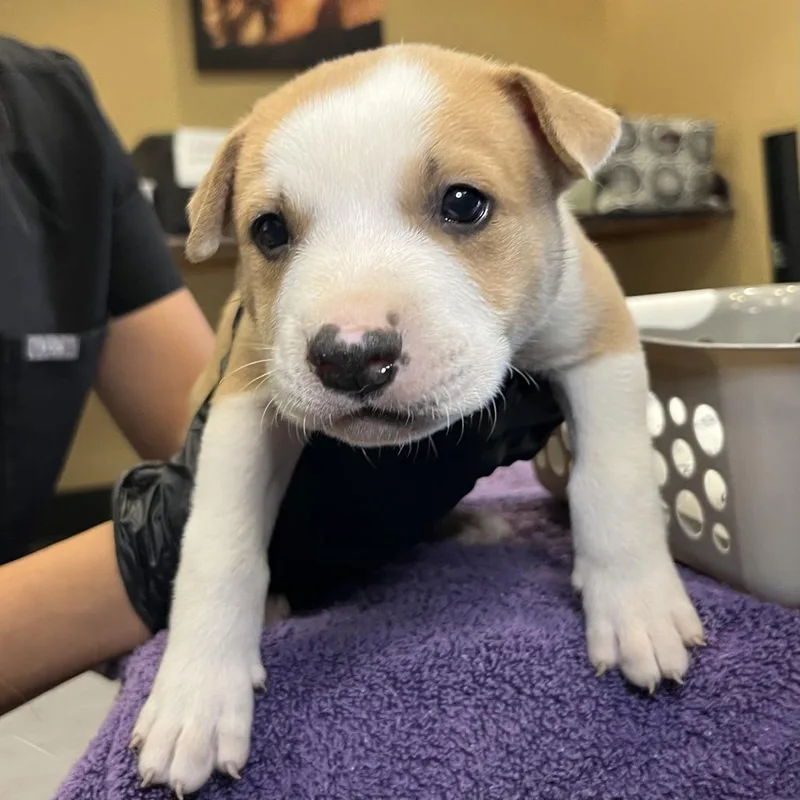 A baby small-sized male Brown / Chocolate Mixed Breed dog named Bashful for adoption in Palm Springs, CA