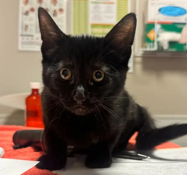 A baby small-sized female Domestic Short Hair cat named Zolly for adoption in Oakland, CA