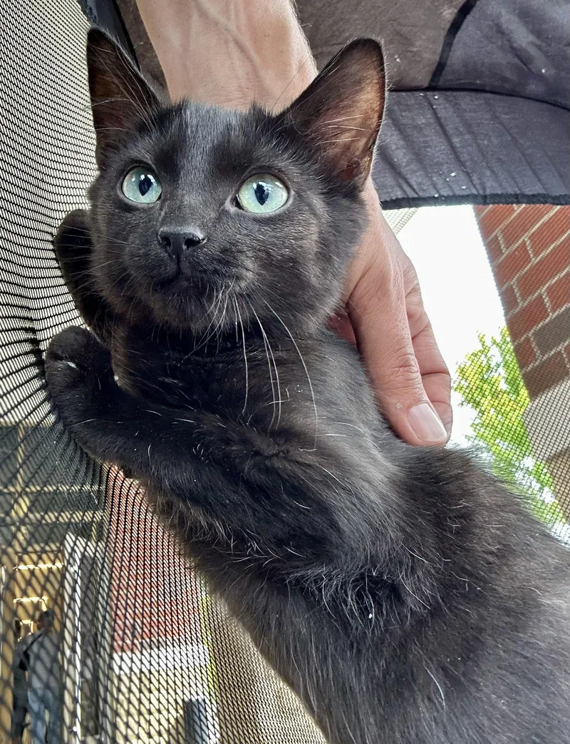 A baby medium-sized male Black Domestic Short Hair cat named Bean for adoption in Elkins, WV
