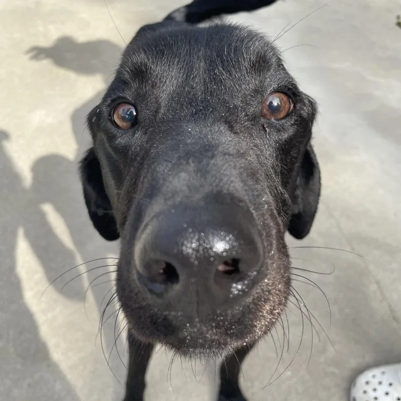 An adult medium-sized male Black Labrador Retriever dog named Dennis the Menace for adoption in South Haven, MI