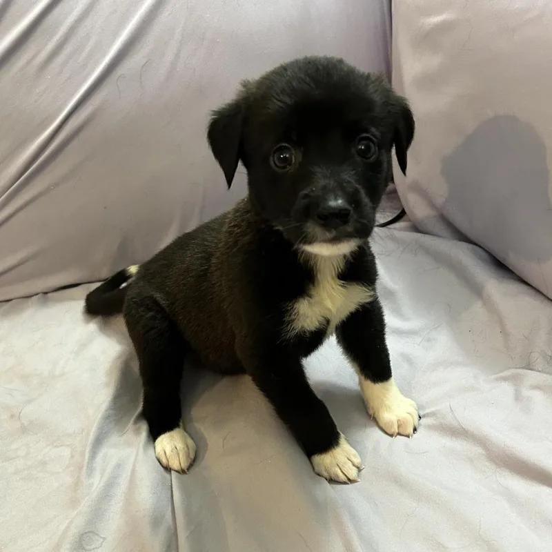 A baby medium-sized female Shepherd dog named Mango for adoption in Duck River, TN