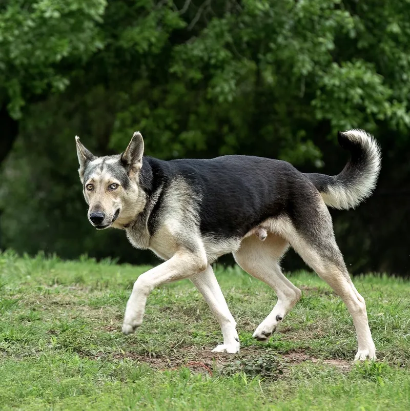 An adult large-sized male Black German Shepherd Dog dog named Houdini for adoption in Tomball, TX