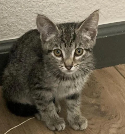 A baby medium-sized female Tabby (Gray / Blue / Silver) Domestic Short Hair cat named Ruby for adoption in Fernley, NV