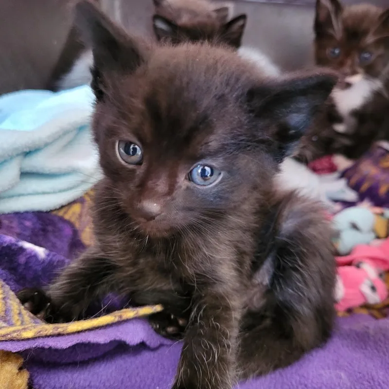 A baby small-sized male Black Domestic Short Hair cat named Yamaha for adoption in Kanab, UT