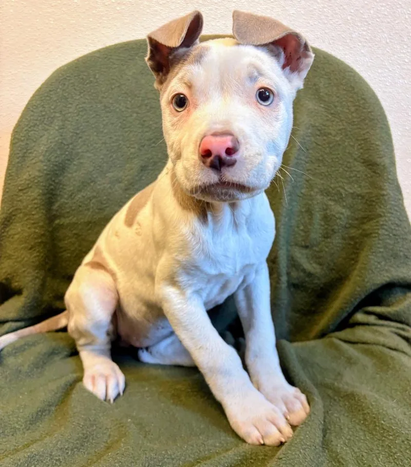 A baby medium-sized female Mixed Breed dog named Octavia for adoption in Murphysboro, IL
