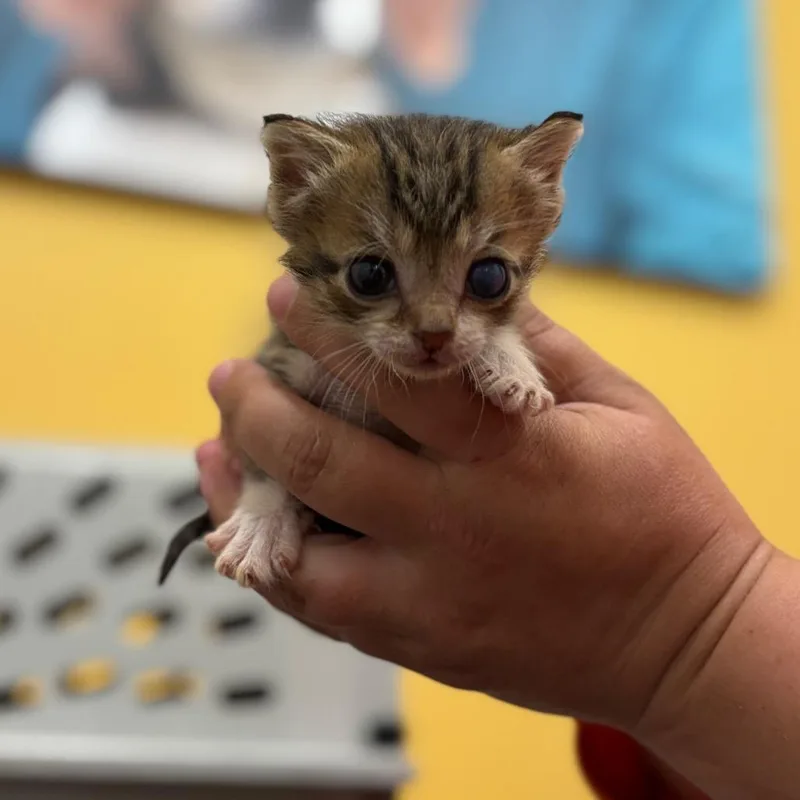 A baby small-sized male Brown / Chocolate Domestic Short Hair cat named Jack for adoption in Nashville, IN