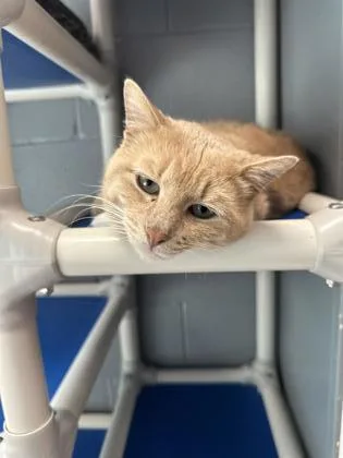 An adult large-sized male Orange / Red Domestic Short Hair cat named Tinker for adoption in Gainesville, TX