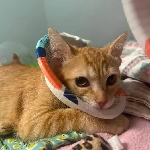 A baby small-sized female Orange / Red Domestic Short Hair cat named Spunky for adoption in Dearborn, MI