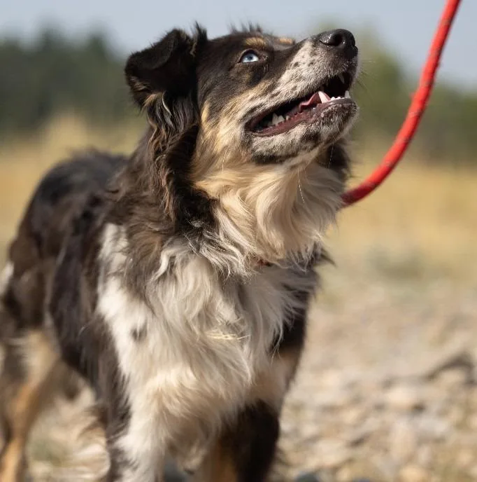 A young medium-sized female Australian Shepherd dog named Hazel for adoption in Thayne, WY