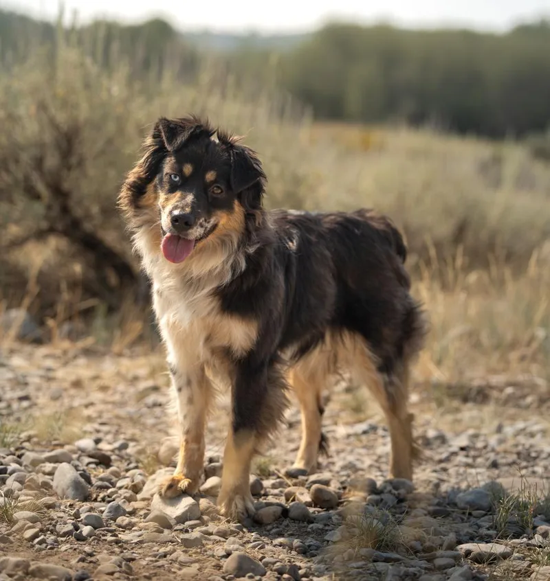 Hazel thumbnail 2