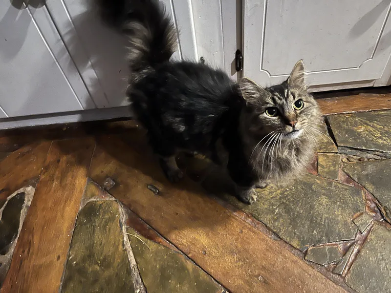 An adult medium-sized female Tabby (Gray / Blue / Silver) Maine Coon cat named Appalachia for adoption in Stuart, VA