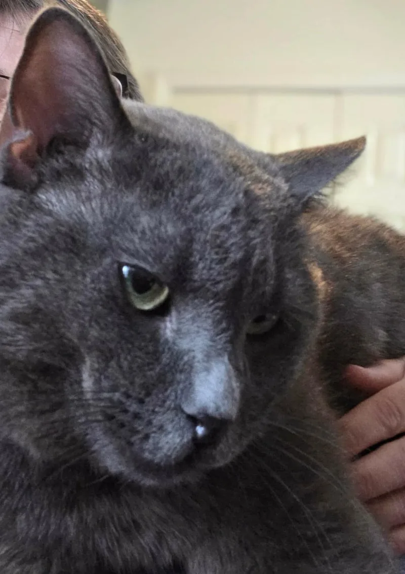 An adult large-sized male Domestic Medium Hair cat named Toby for adoption in Mechanicsburg, PA