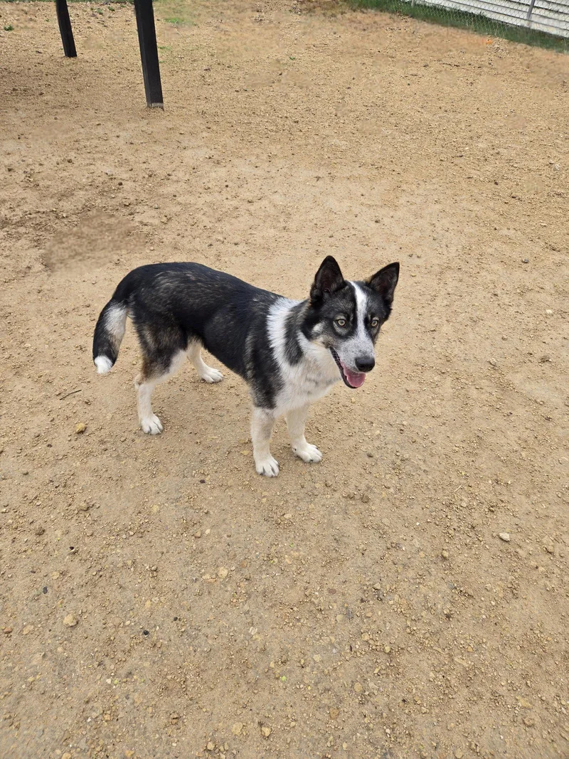 An adult medium-sized female Husky dog named Juliette for adoption in Maquoketa, IA
