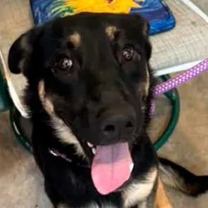 A baby large-sized male Black German Shepherd Dog dog named SHIAStray for adoption in Owosso, MI