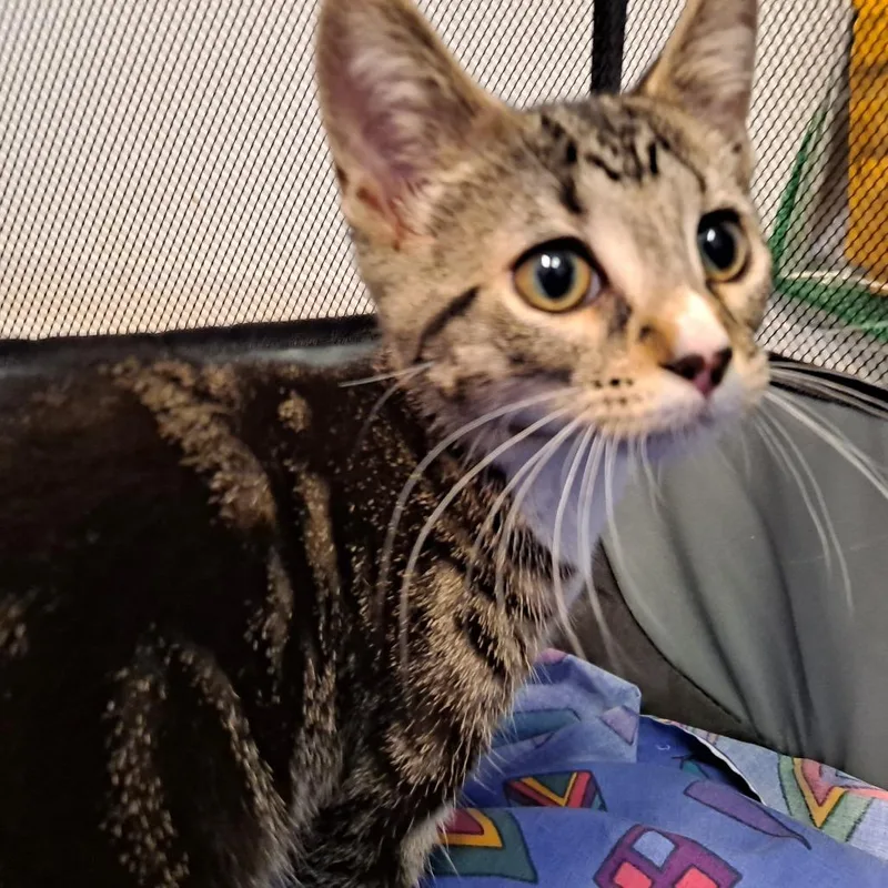A baby small-sized female Brown / Chocolate Domestic Short Hair cat named Bubbles for adoption in Rock Falls, IL