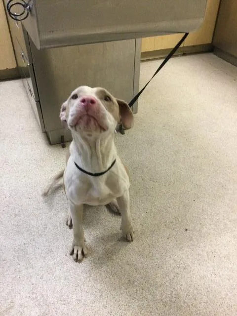 An adult large-sized female Pit Bull Terrier dog named Coconut for adoption in Riverside, CA