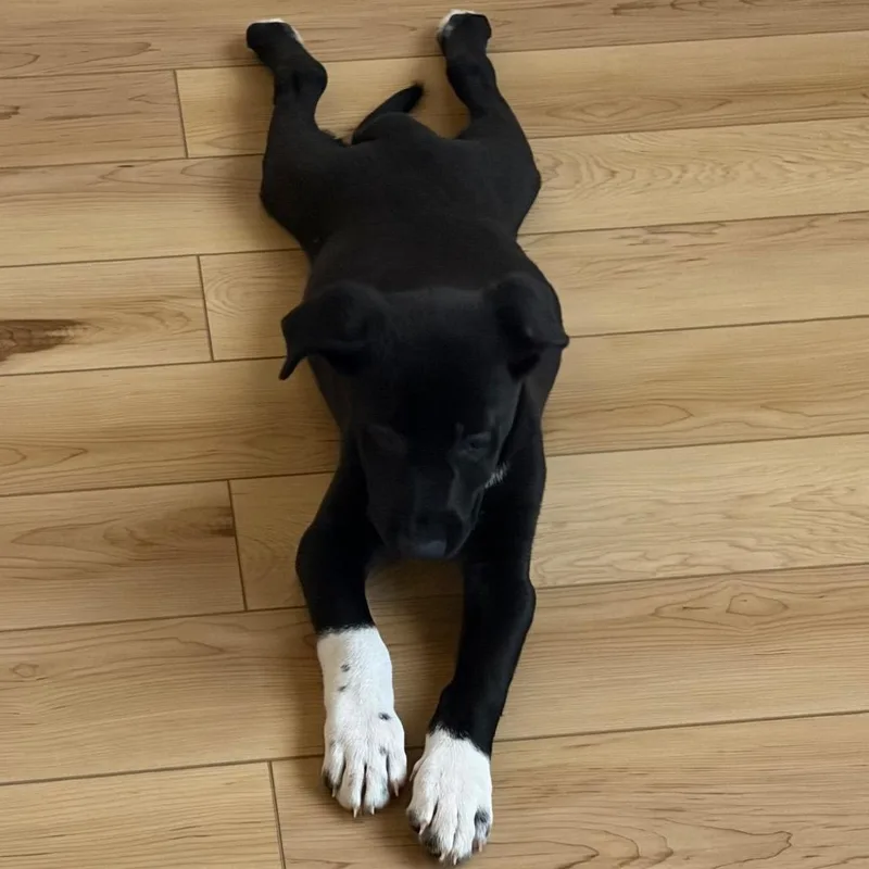A young medium-sized male Black German Shepherd Dog dog named Bashful for adoption in Mokena, IL