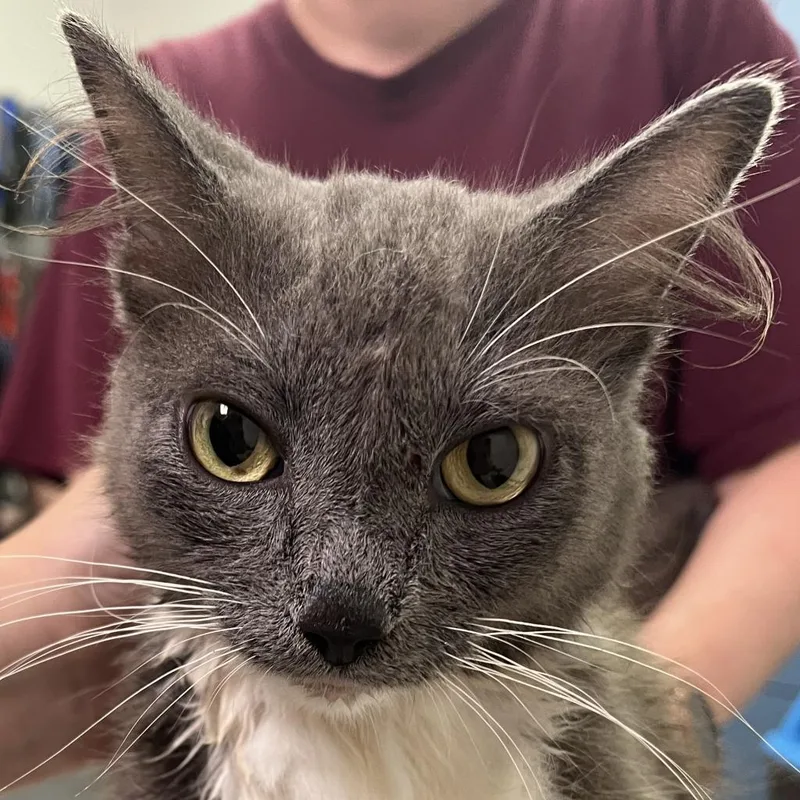 Funnel Cake thumbnail 2