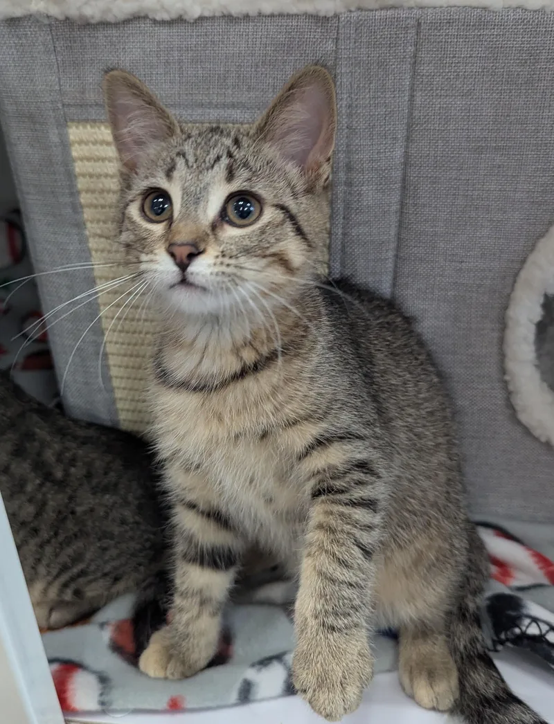 A baby medium-sized female Domestic Short Hair cat named Xyz for adoption in Oconto, WI
