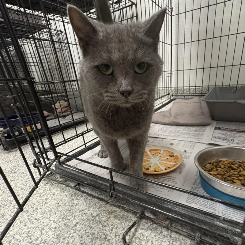 A young large-sized male Gray / Blue / Silver Domestic Short Hair cat named Tiny Tree for adoption in Youngstown, OH