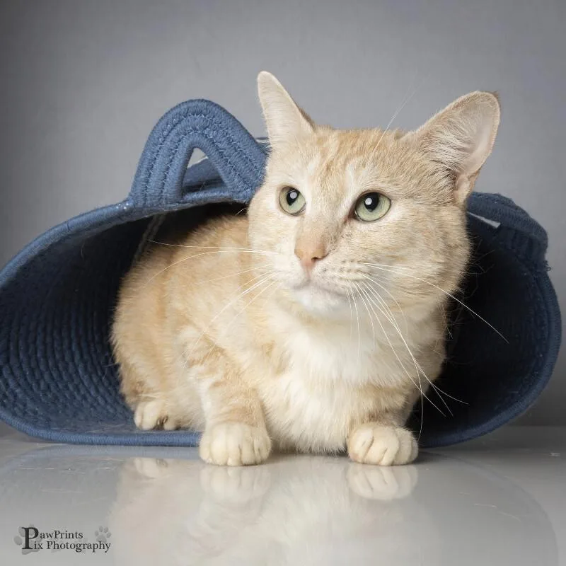 An adult medium-sized male Orange / Red Domestic Medium Hair cat named Mr Orange for adoption in Maryville, TN