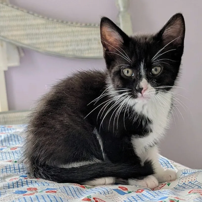 A baby small-sized male Black Domestic Short Hair cat named Flash for adoption in Wadena, MN