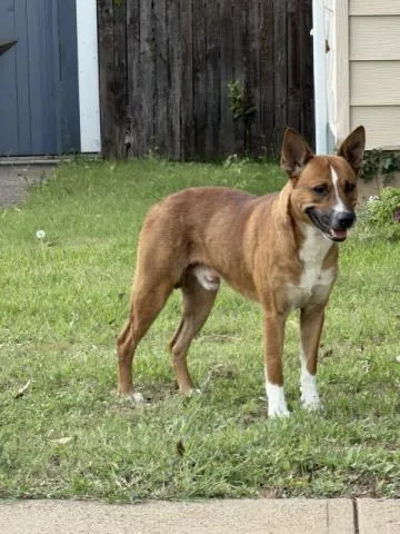 An adult large-sized male Pit Bull Terrier dog named Everest for adoption in Dallas, TX