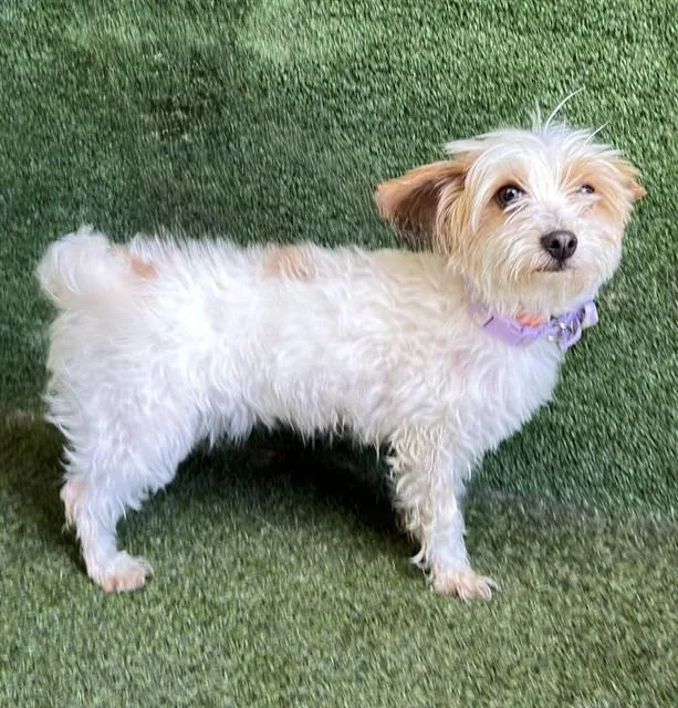 A young small-sized female Maltese dog named Minnie for adoption in Lancaster, CA