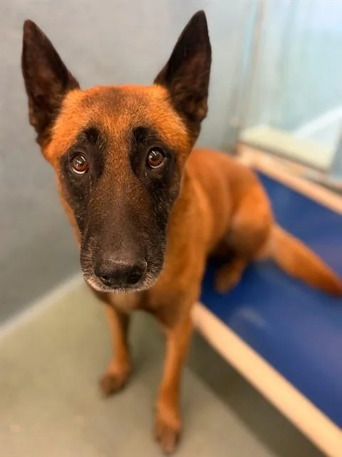 An adult medium-sized male Belgian Shepherd / Malinois dog named Chase for adoption in Agoura, CA