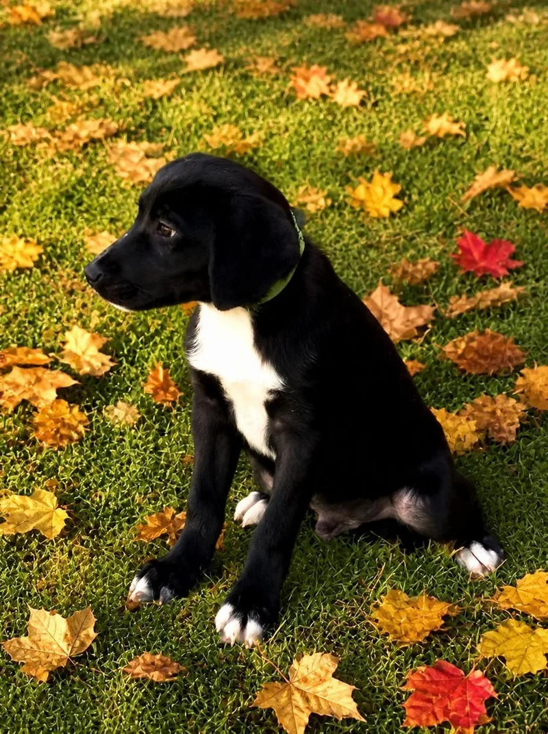 A baby medium-sized male Labrador Retriever dog named Barto for adoption in Willington, CT