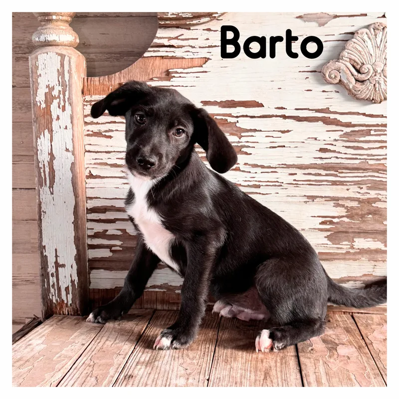 Barto thumbnail 2