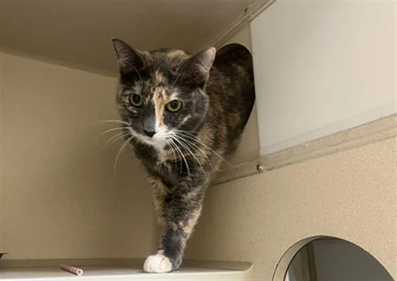 An adult medium-sized female Domestic Short Hair cat named Karma for adoption in Denver, CO