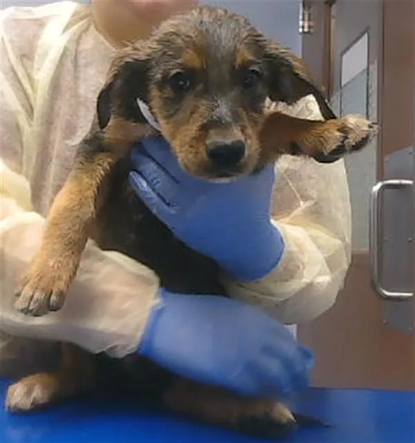 A baby large-sized female Golden Retriever dog named Jelly for adoption in Phoenix, AZ