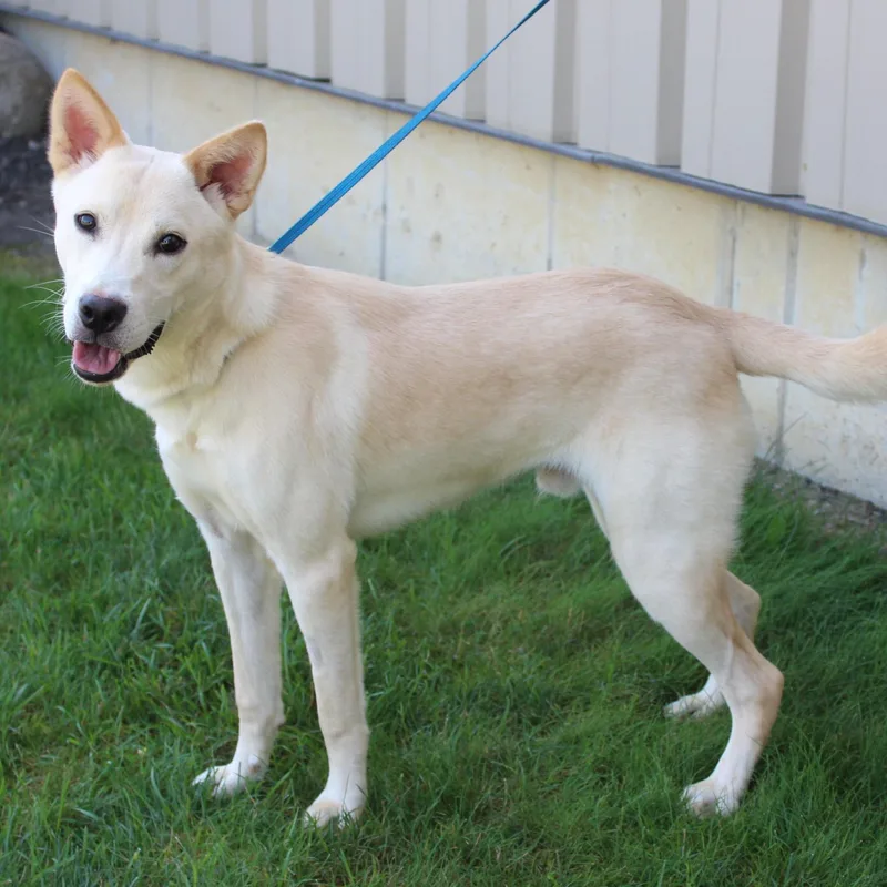 A young medium-sized male Yellow / Tan / Blond / Fawn Yellow Labrador Retriever dog named Juneau for adoption in Eaton, OH