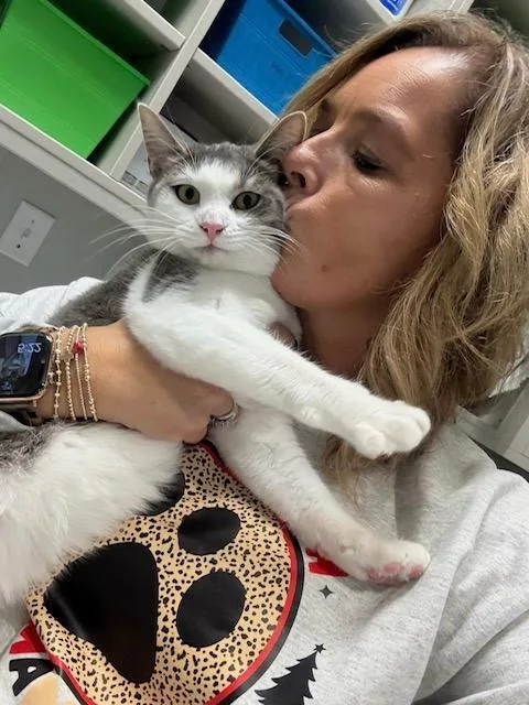 A young medium-sized female Domestic Short Hair cat named Lulu for adoption in Dalton, GA