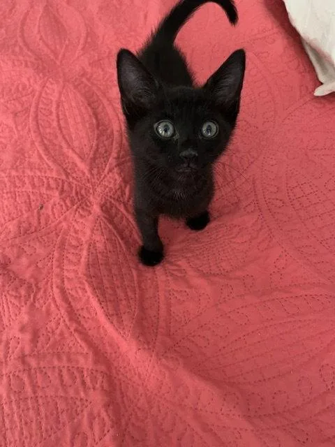A baby medium-sized male Black Domestic Short Hair cat named Linus for adoption in Orlando, FL