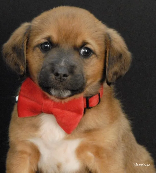 A baby medium-sized female White / Cream Feist dog named Cookie Butter for adoption in Newland, NC