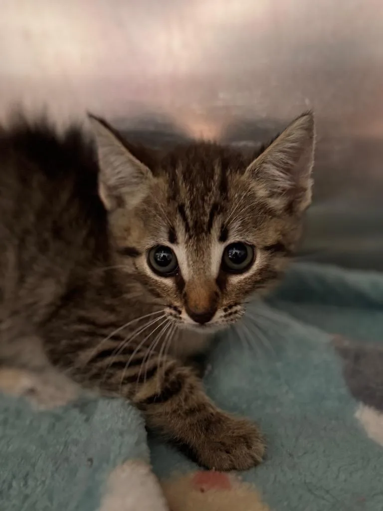 A baby small-sized female Domestic Short Hair cat named Key Lime for adoption in Labelle, FL