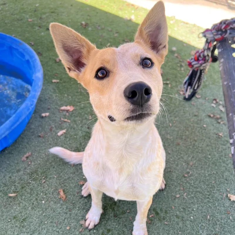 An adult small-sized female Red / Chestnut / Orange Cattle Dog dog named Rosali for adoption in Ojai, CA