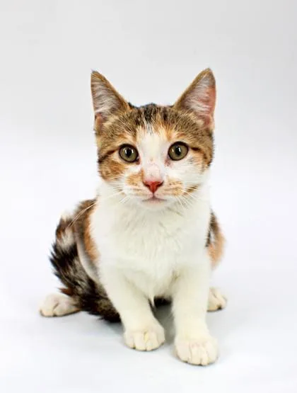 A baby small-sized female Domestic Short Hair cat named Prue for adoption in Morton Grove, IL