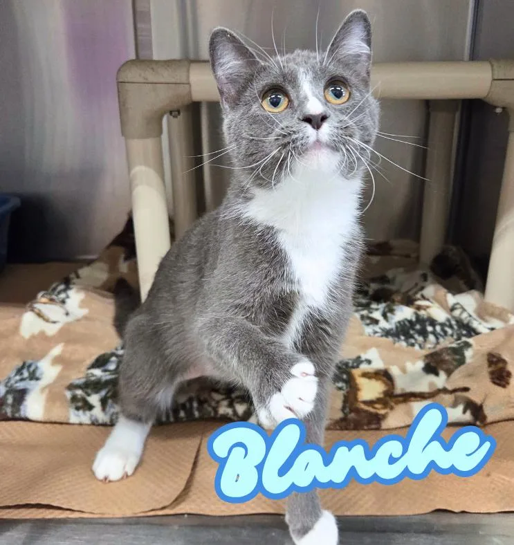 A young medium-sized female Gray / Blue / Silver Domestic Short Hair cat named Blanche for adoption in Nevada, IA