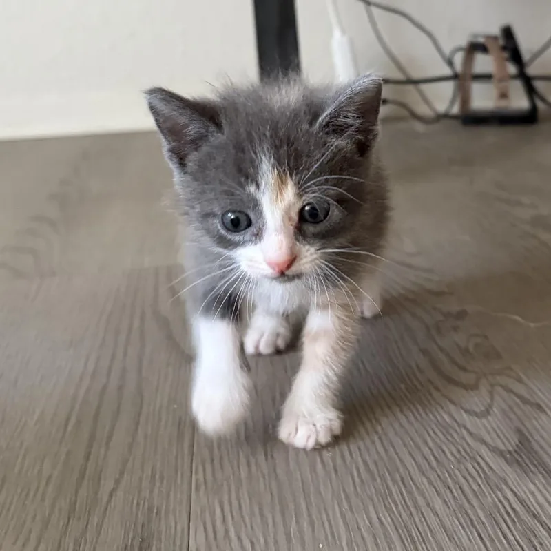 A baby small-sized female Gray / Blue / Silver Domestic Short Hair cat named Bacall for adoption in Stephenville, TX