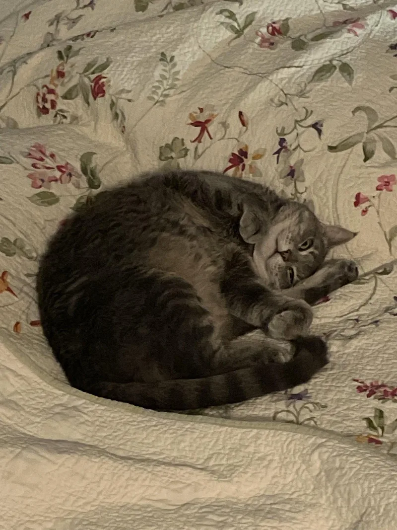 An adult medium-sized female Gray / Blue / Silver Domestic Short Hair cat named Rosie  Visit Me for adoption in Harrisburg, PA