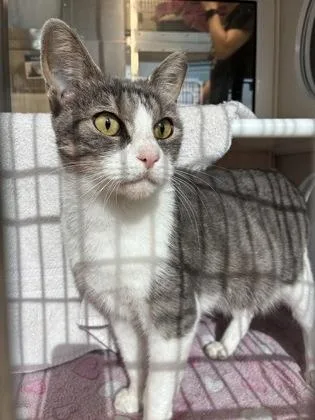 An adult medium-sized female Gray / Blue / Silver Domestic Short Hair cat named Daisy for adoption in Kansas City, MO