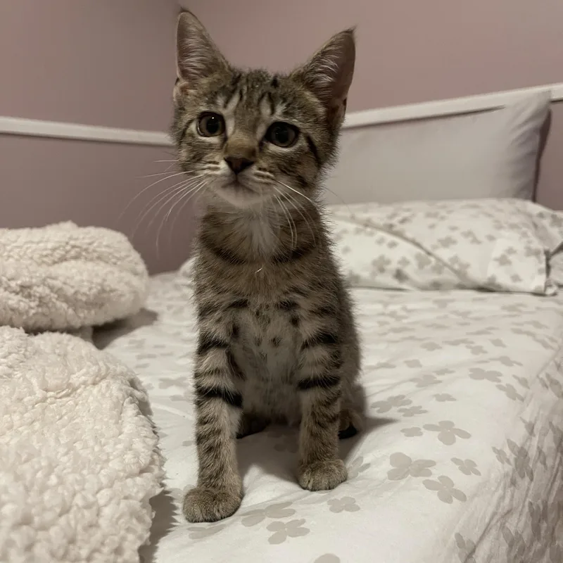 A baby medium-sized female Tabby (Gray / Blue / Silver) Domestic Short Hair cat named Latke for adoption in Baltimore, MD