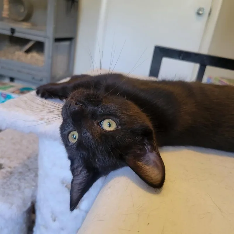 A baby medium-sized male Black Domestic Short Hair cat named Kimbo Slice for adoption in Mount Laurel, NJ