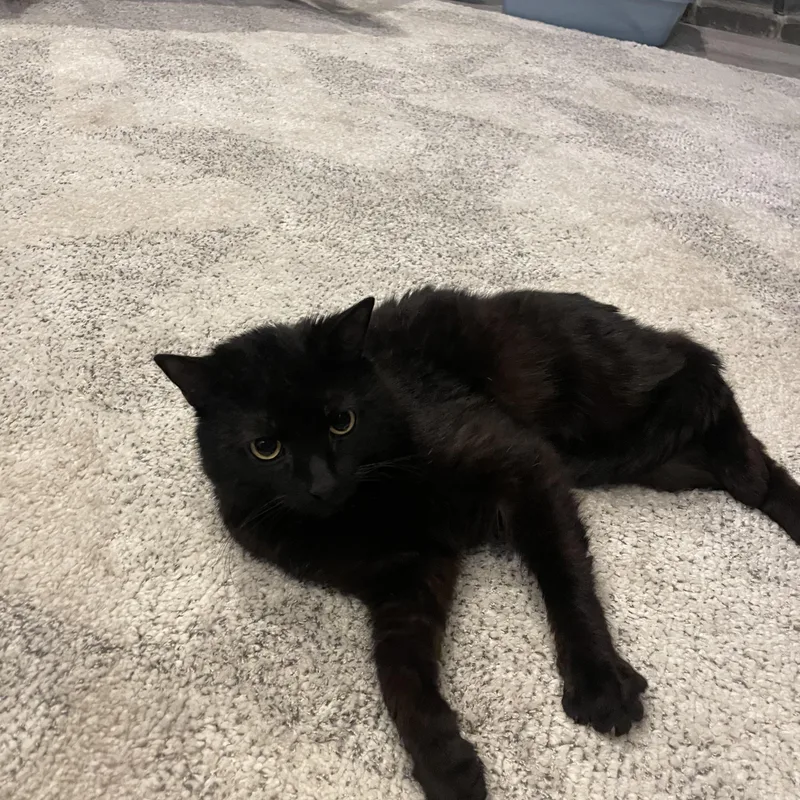 A young medium-sized male Black Domestic Short Hair cat named Rain for adoption in Springfield, MA