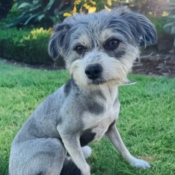 Bojangles thumbnail 2