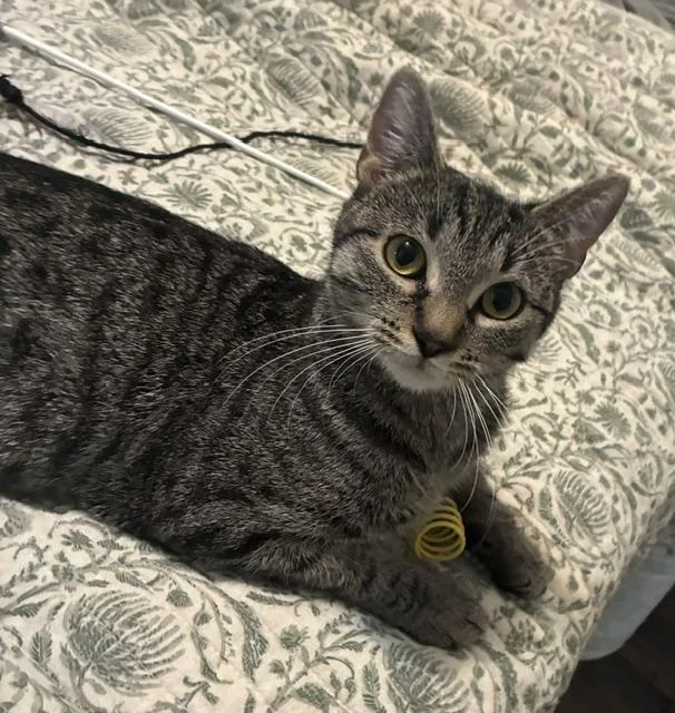 A young small-sized female Brown / Chocolate Domestic Short Hair cat named Mama Nala for adoption in Kenosha, WI