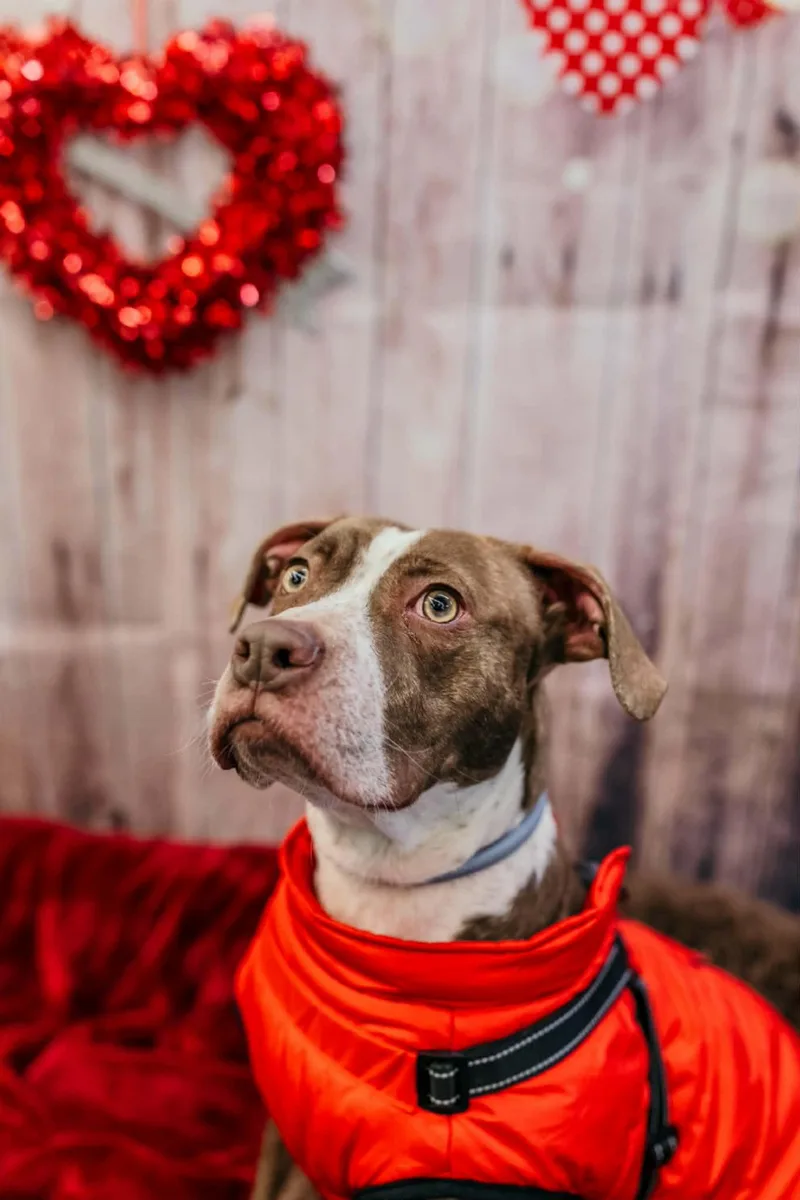 Comanche thumbnail 2